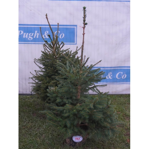 117 - Norway Spruce, pot grown 4ft -2