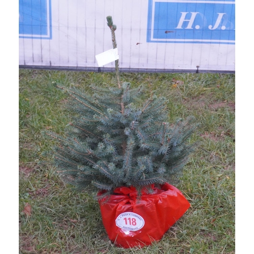 118 - Serbian Spruce, pot grown tree 2ft