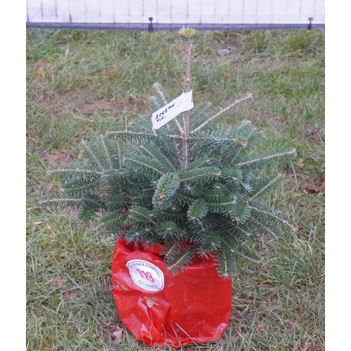 119 - Korean Fir, pot grown 2ft