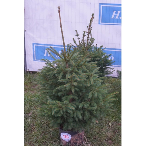 120 - Norway spruce, pot grown 4ft -2