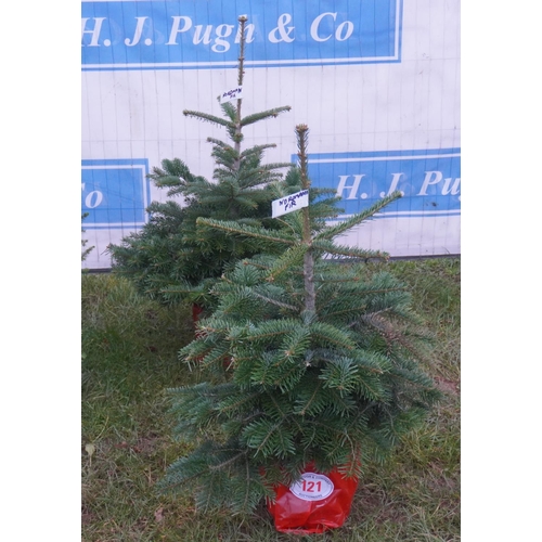 121 - Nordman Fir, pot grown 3ft -2