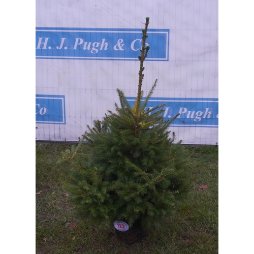 122 - Norway spruce, pot grown 4ft