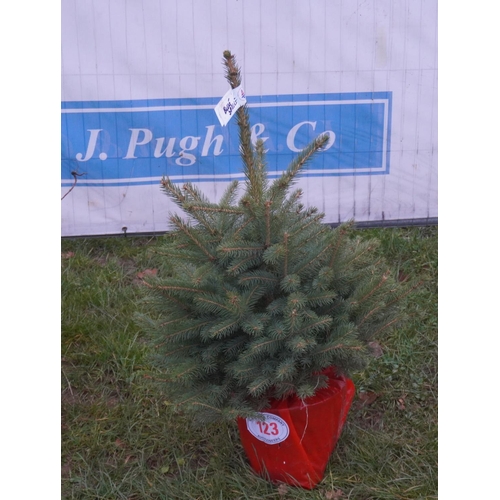 123 - Blue spruce, pot grown 3ft