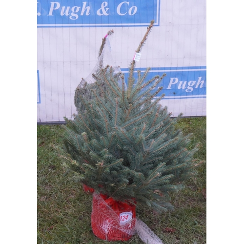 124 - Blue spruce, pot grown 3ft -2