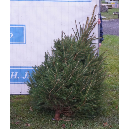 125 - Norway spruce, fresh cut 5ft