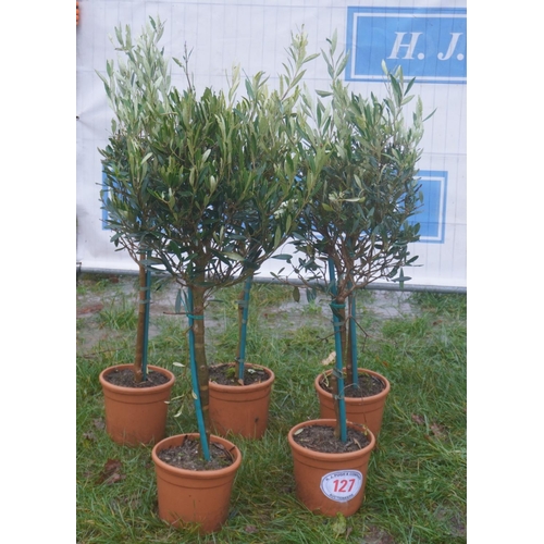 127 - Olive trees 2ft -5