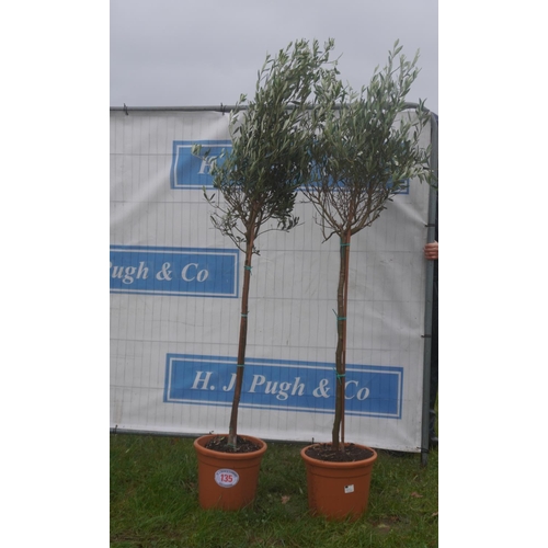 135 - Olive trees 4ft -2