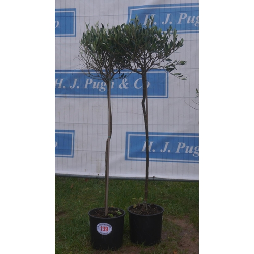 139 - Olive trees 4ft -2