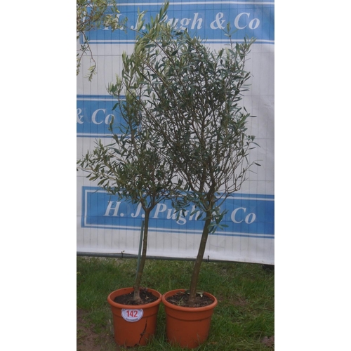 142 - Olive trees 3ft -2