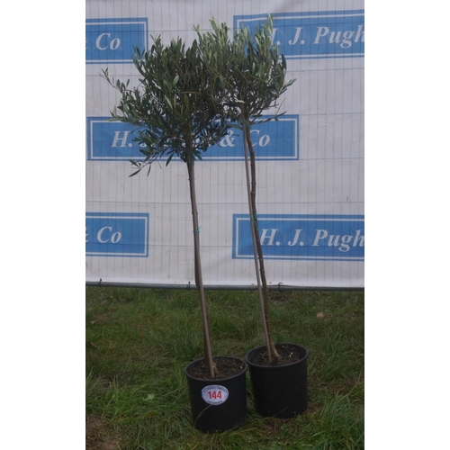 144 - Olive trees 4ft -2