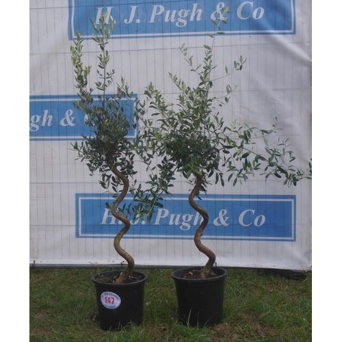 147 - Twisted olive trees 3ft -2