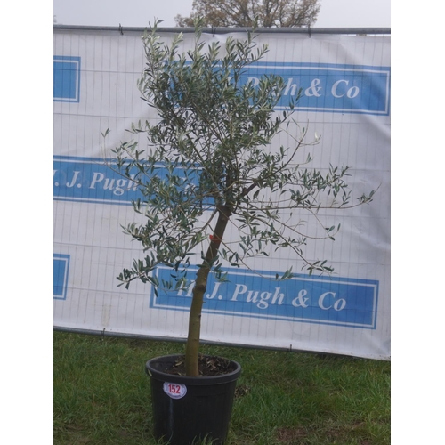 152 - Olive tree 4ft