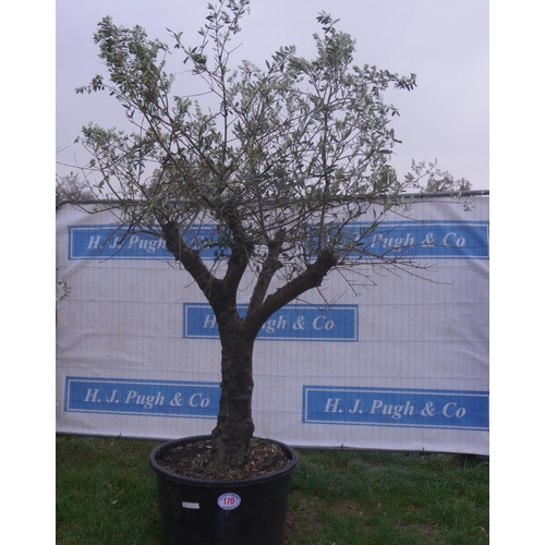 170 - Olive tree 7ft