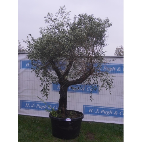 172 - Olive tree 7ft