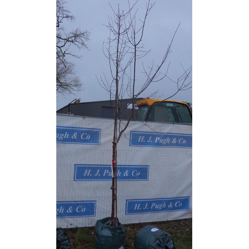 3 - Prunus serrula 10ft
