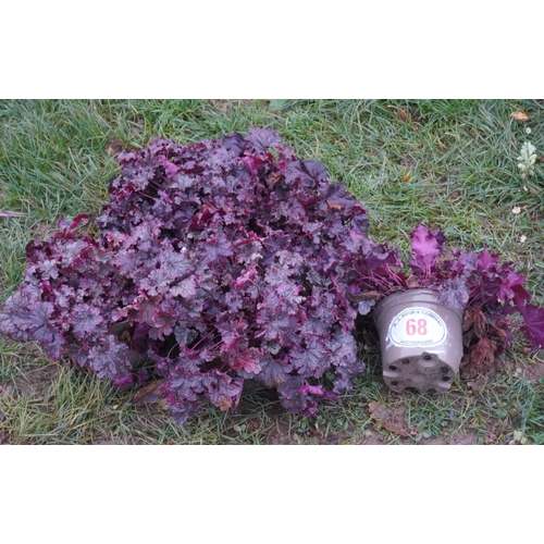 68 - Heuchera -5