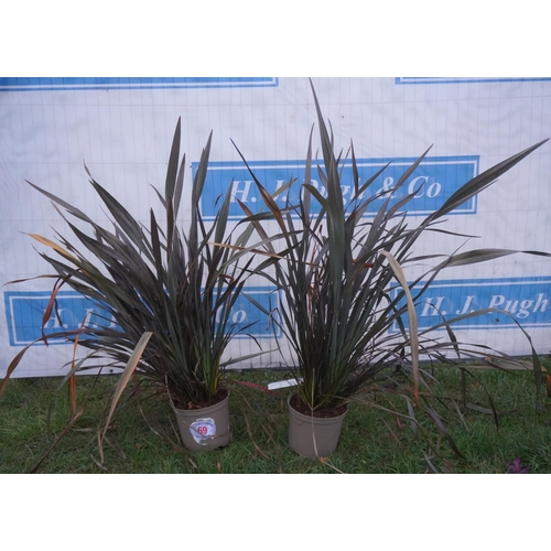 69 - Phormium -2