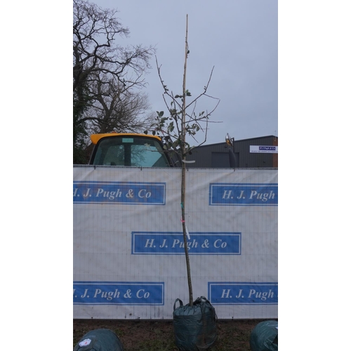 7 - Malus King Acer 10ft