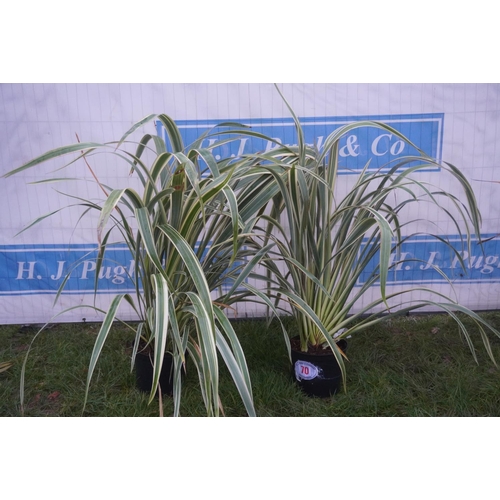 70 - Phormium -2