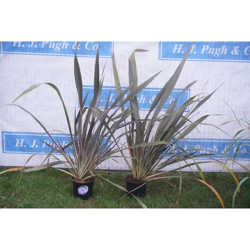 71 - Phormium -2