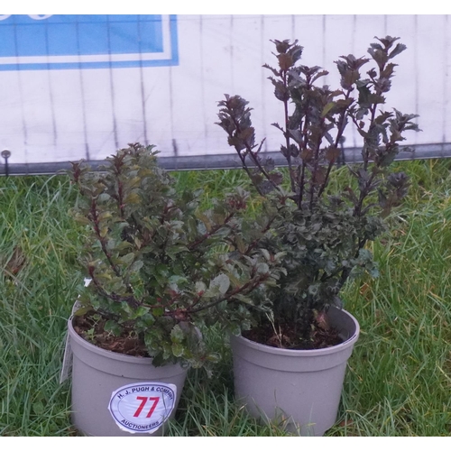 77 - Ilex -2