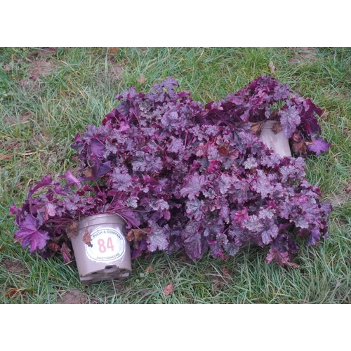 84 - Heuchera -5