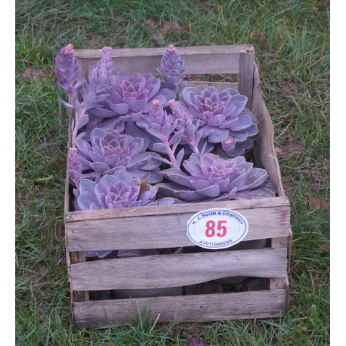 85 - Echeveria -5