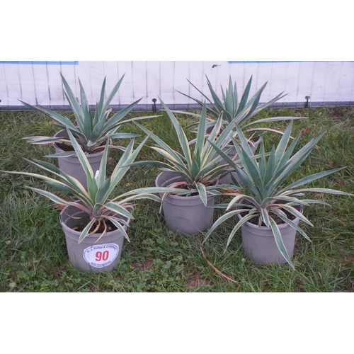 90 - Yucca -5