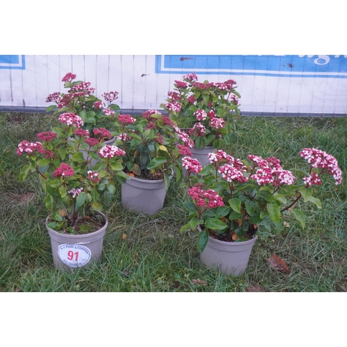 91 - Viburnum -5