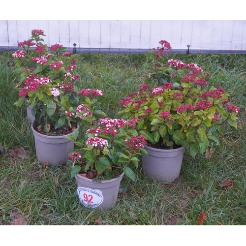 92 - Viburnum -5