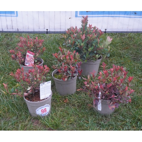 98 - Photinia -5