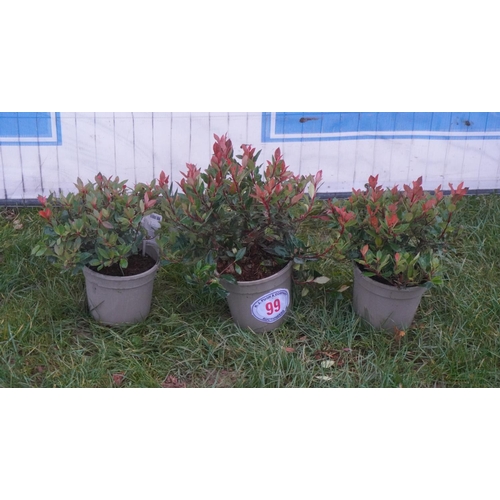 99 - Photinia -3