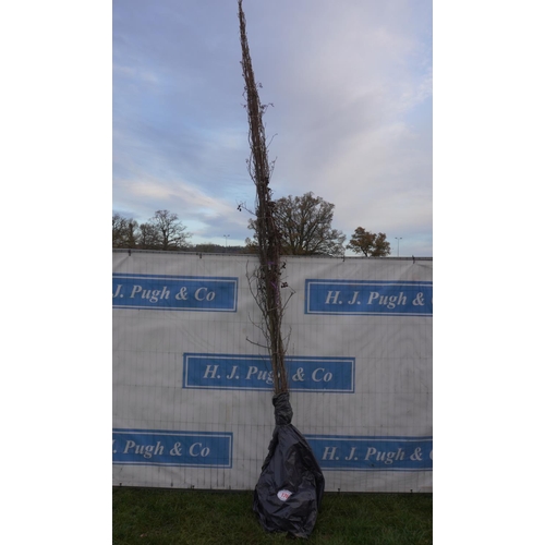 176 - Alnus Glutinosa bareroot. Approx 12ft -3