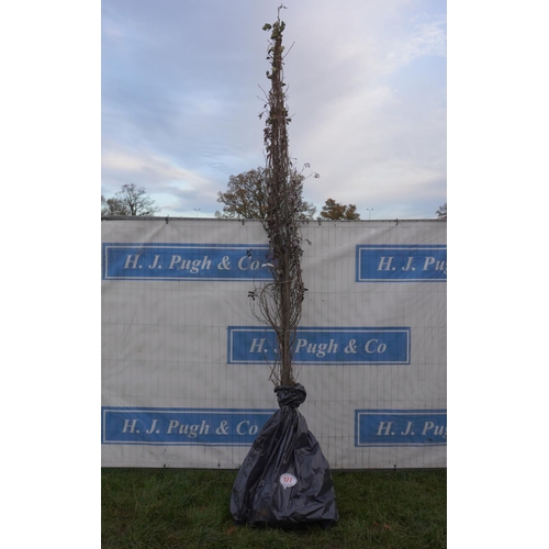 177 - Alnus Glutinosa bareroot. Approx 12ft -3