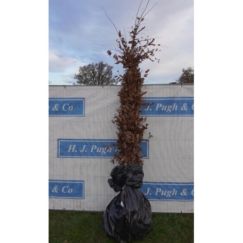 183 - Carpinus Betulas bareroot. Approx 8ft -4