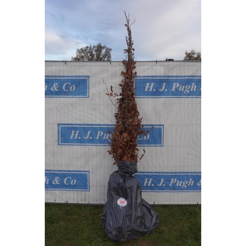 184 - Beech bareroot. Approx 8ft -4