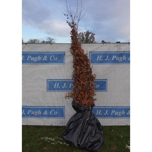 186 - Beech bareroot. Approx 8ft -5