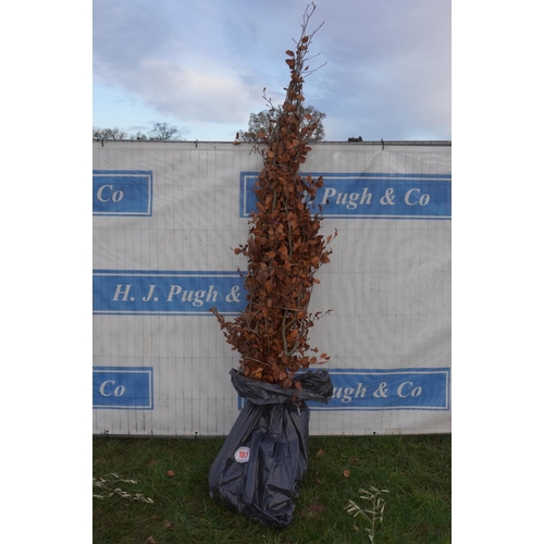 187 - Beech bareroot. Approx 8ft -5