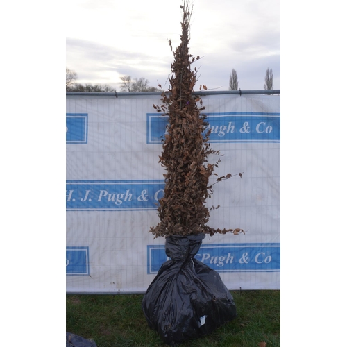 188 - Carpinus Betulas bareroot. Approx 10ft -5