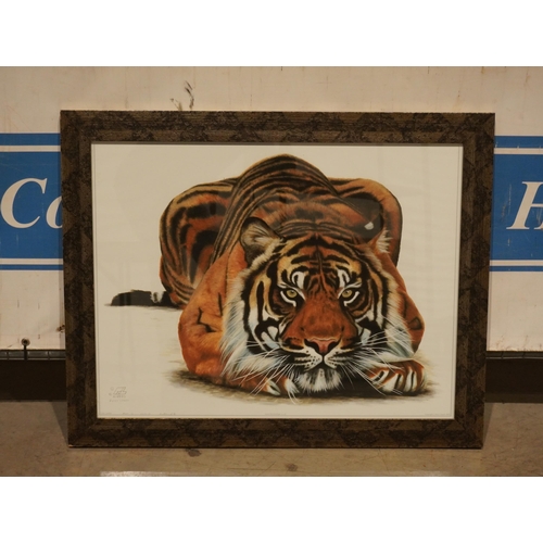 641 - Framed Tiger print limited edition No.14 by Paul Heard