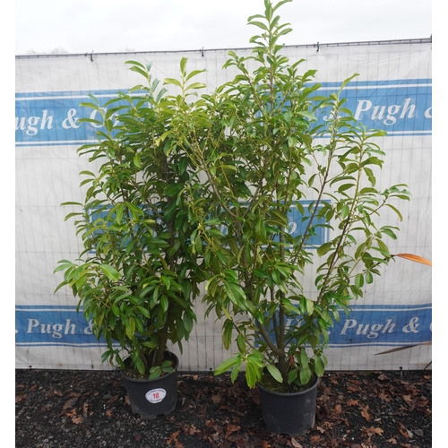 18 - Prunus Genolia -2 6ft