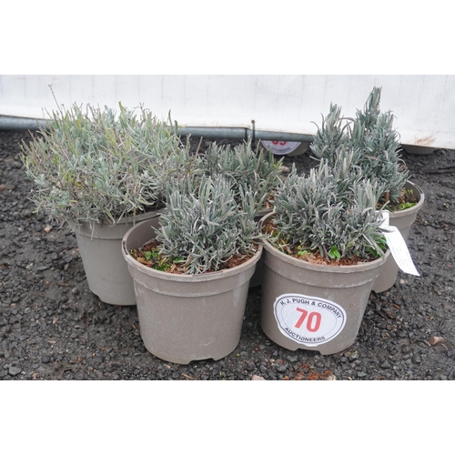 70 - Lavandula Rosea -5