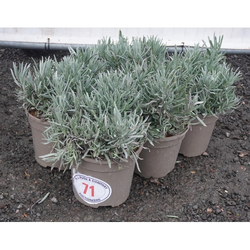 71 - Lavandula Vera -5