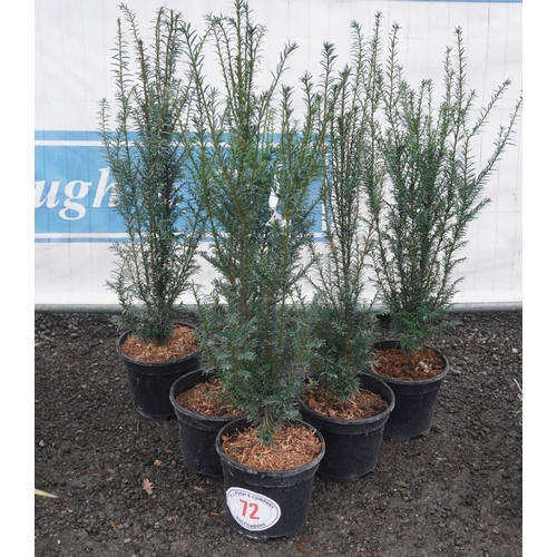 72 - Taxus Bacata -5