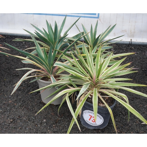 73 - Yucca Variegate -5