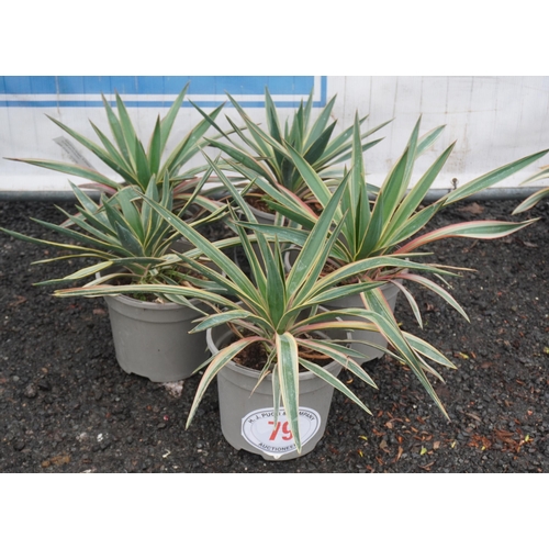 79 - Yucca Variegate -5