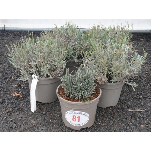 81 - Lavandula Vience Purple -5