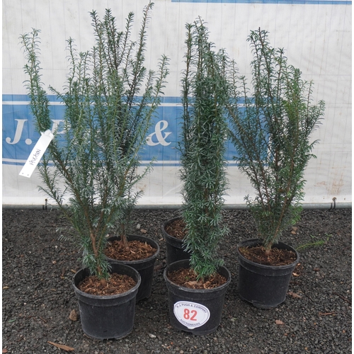 82 - Taxus Bacata -5