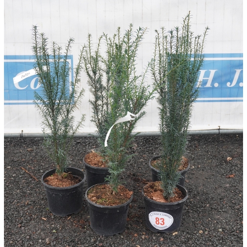 83 - Taxus Bacata -5