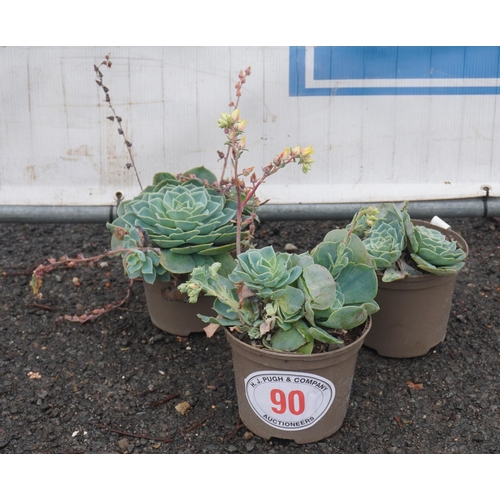 90 - Echeveria Imbricata -3